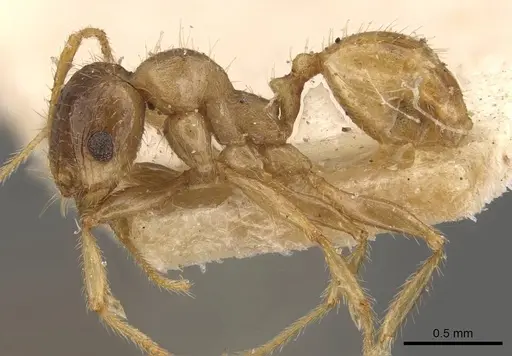 Pheidole deserticola - CASENT0908040