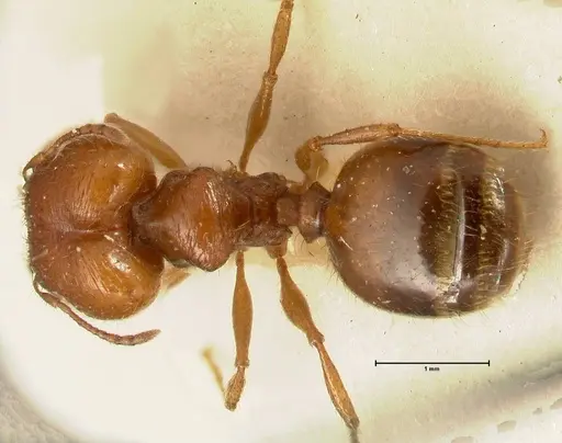Pheidole deserticola - FOCOL1409