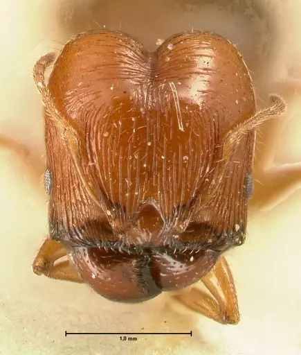 Pheidole deserticola - FOCOL1409