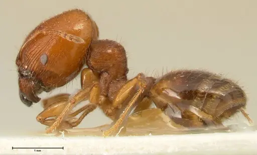 Pheidole deserticola - FOCOL1409