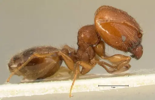 Pheidole deserticola - FOCOL1409