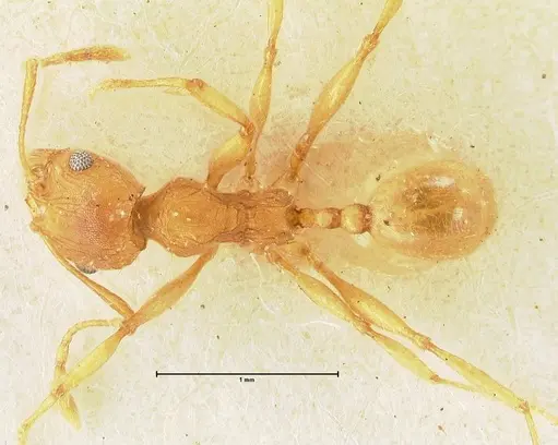 Pheidole deserticola - FOCOL1410