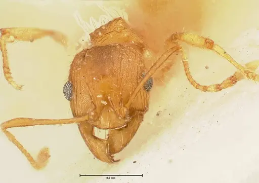 Pheidole deserticola - FOCOL1410
