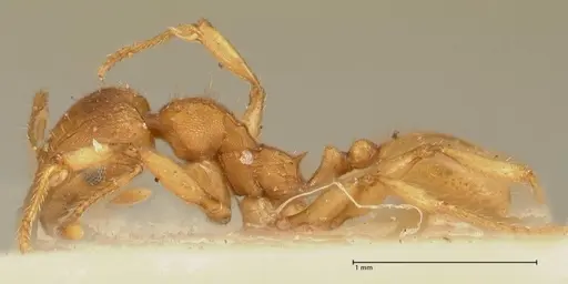 Pheidole deserticola - FOCOL1410