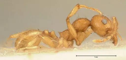 Pheidole deserticola - FOCOL1410