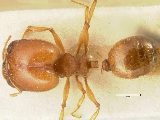 Pheidole deserticola - FOCOL1411