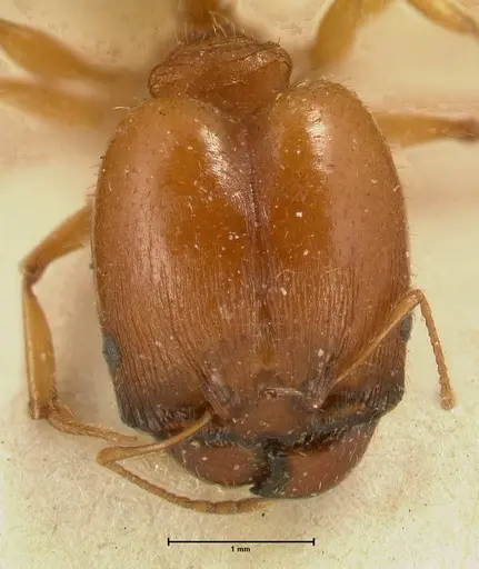 Pheidole deserticola - FOCOL1411
