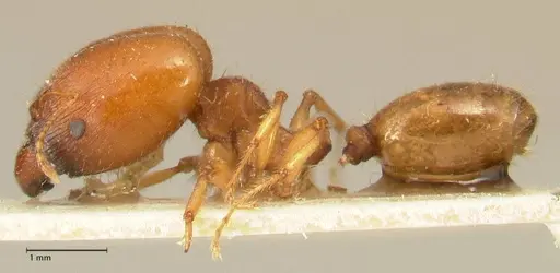 Pheidole deserticola - FOCOL1411
