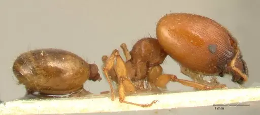 Pheidole deserticola - FOCOL1411