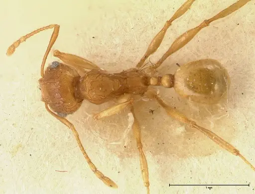 Pheidole deserticola - FOCOL1412