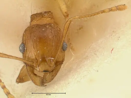Pheidole deserticola - FOCOL1412