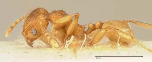 Pheidole deserticola - FOCOL1412