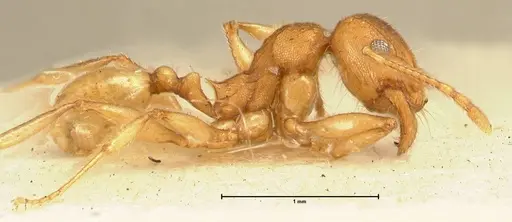 Pheidole deserticola - FOCOL1412
