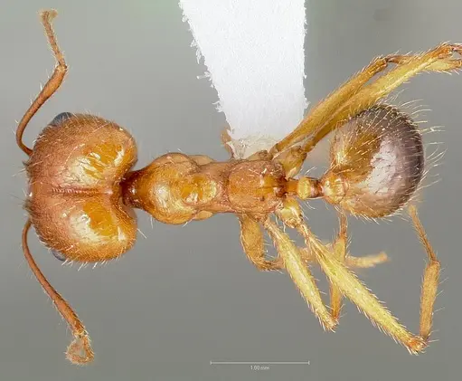 Pheidole desertorum specimen