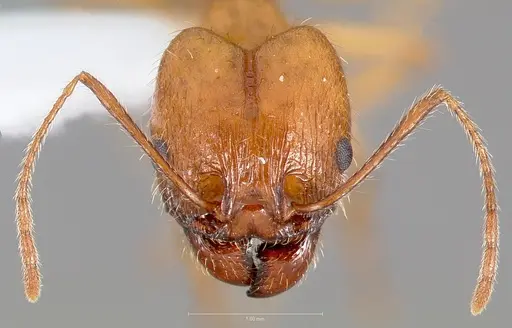 Pheidole desertorum specimen
