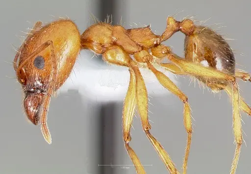 Pheidole desertorum specimen