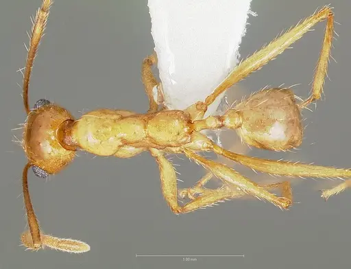 Pheidole desertorum - CASENT0005737