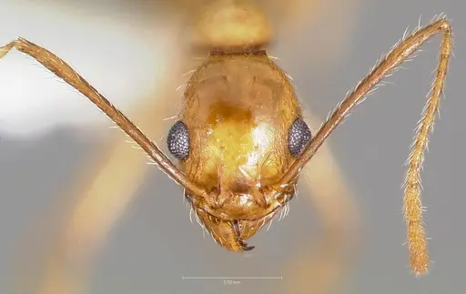 Pheidole desertorum - CASENT0005737
