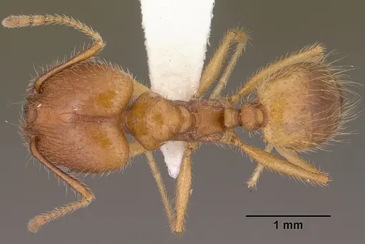 Pheidole desertorum - CASENT0102880