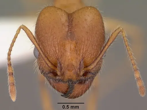 Pheidole desertorum - CASENT0102880