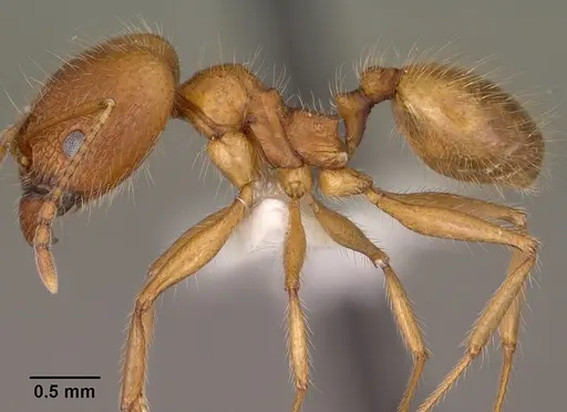 Pheidole desertorum - CASENT0102880
