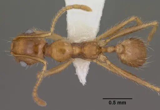 Pheidole desertorum - CASENT0102881