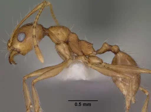 Pheidole desertorum - CASENT0102881