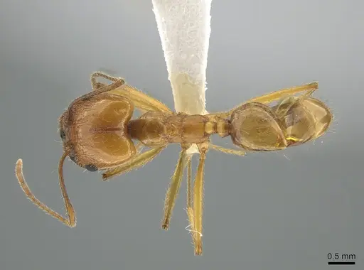 Pheidole desertorum - CASENT0631710