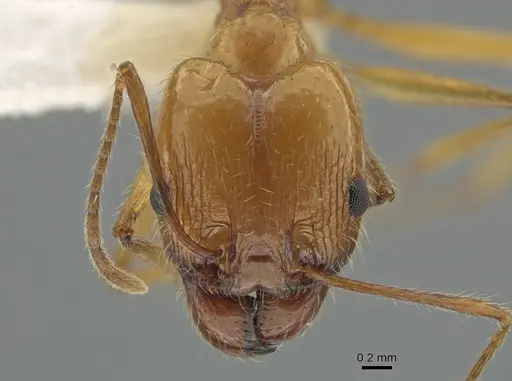 Pheidole desertorum - CASENT0631710