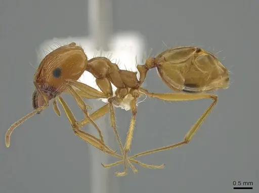 Pheidole desertorum - CASENT0631710