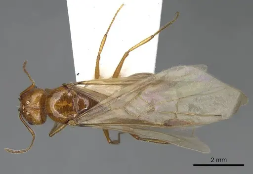 Pheidole desertorum - CASENT8368330