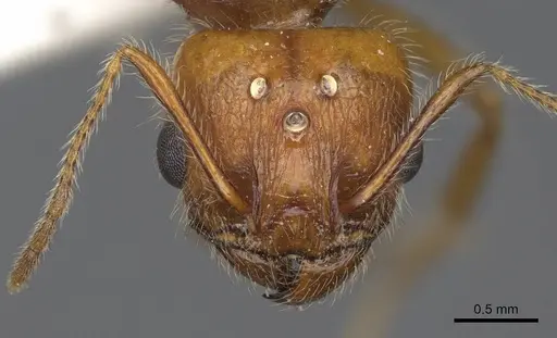 Pheidole desertorum - CASENT8368330