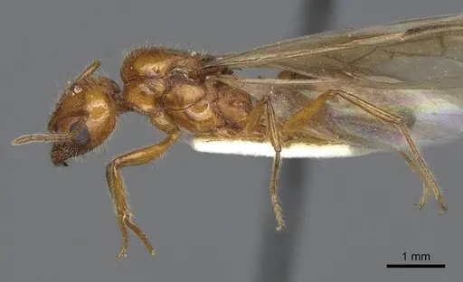 Pheidole desertorum - CASENT8368330