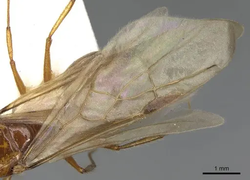 Pheidole desertorum - CASENT8368330