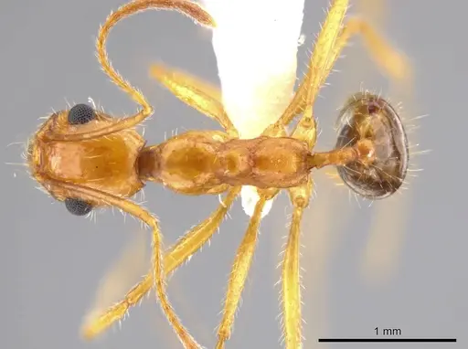 Pheidole desertorum - JTLC000013736
