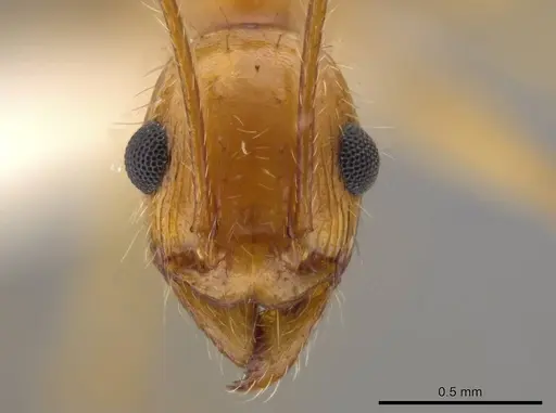 Pheidole desertorum - JTLC000013736