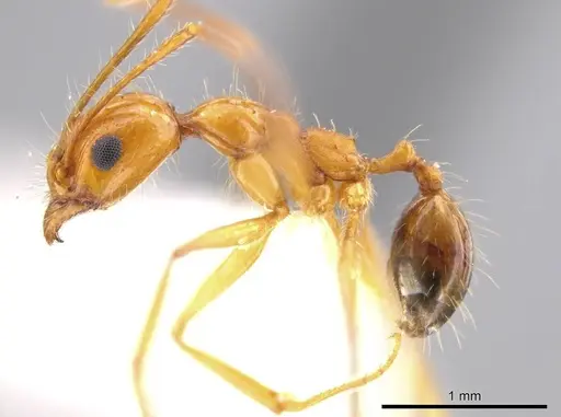 Pheidole desertorum - JTLC000013736