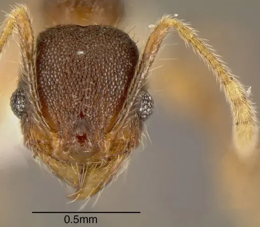 Pheidole diabolus specimen