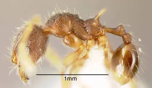 Pheidole diabolus specimen