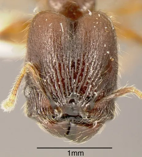 Pheidole diabolus - INBIOCRI001282176