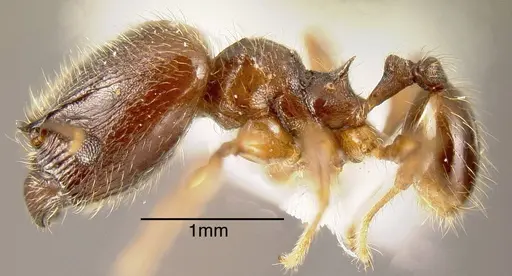 Pheidole diabolus - INBIOCRI001282176