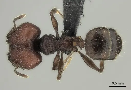 Pheidole diakritos specimen