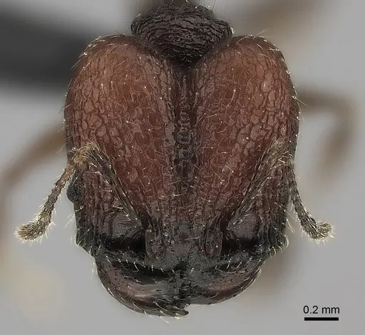 Pheidole diakritos specimen
