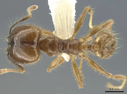 Pheidole diana specimen
