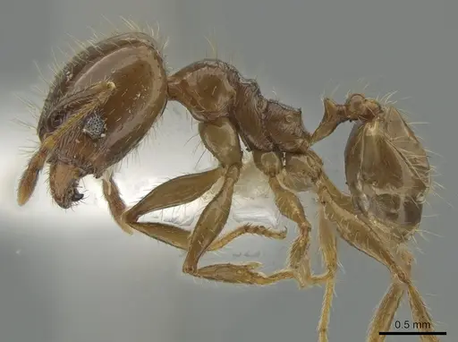 Pheidole diana specimen