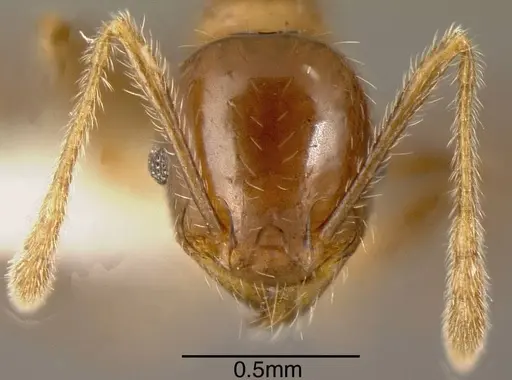 Pheidole diana - CASENT0635459