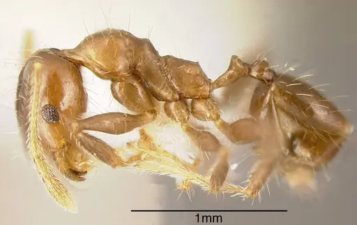 Pheidole diana - CASENT0635459