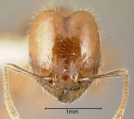 Pheidole diana - INBIOCRI001283476