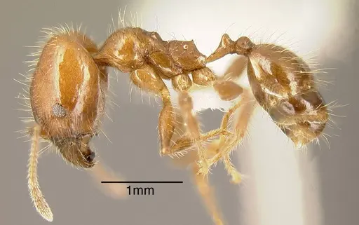 Pheidole diana - INBIOCRI001283476