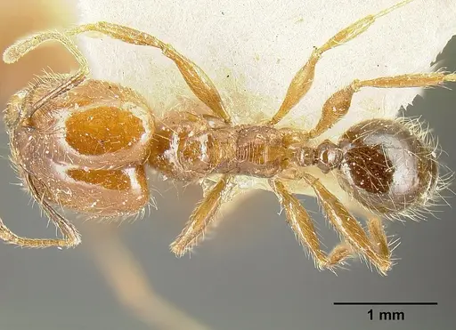 Pheidole diana - JTLC000014082